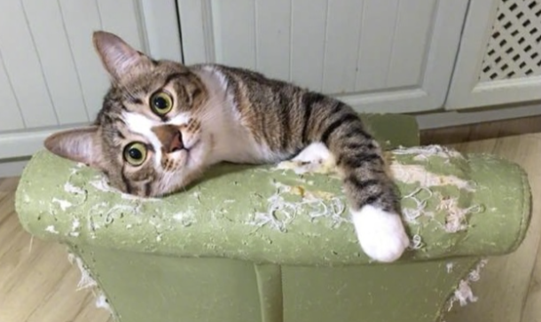 猫咪总乱挠家具怎么纠正？