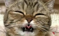 猫口腔溃疡有什么症状