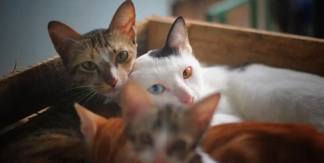 猫咪一直打喷嚏该怎么办 猫咪一直打喷嚏该怎么办