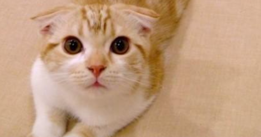 猫咪频繁轻轻啃咬毛毯织物,是织物异食倾向吗? 猫咪频繁轻轻啃咬毛毯织物,是织物异食倾向吗?