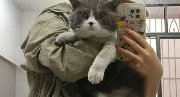 20斤英短被瘦猫堵墙角，主人想救也被瞪，原来怂是会遗传的