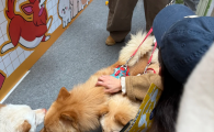 宠物生活服务哪家好?NOVA TAIL诺瓦泰精打造轻奢养宠体验
