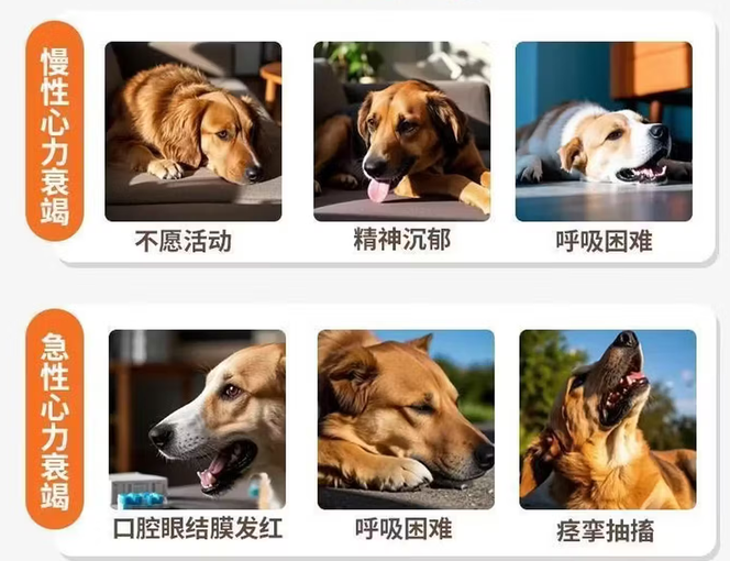 犬类心脏病怎么办?丹力欣匹莫苯丹咀嚼片,科学管理犬心脏疾病 犬类心脏病怎么办?丹力欣匹莫苯丹咀嚼片,科学管理犬心脏疾病