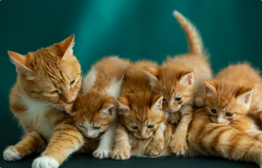 咪嘻喵乳化鱼油能每天给猫咪吃吗 咪嘻喵乳化鱼油能每天给猫咪吃吗