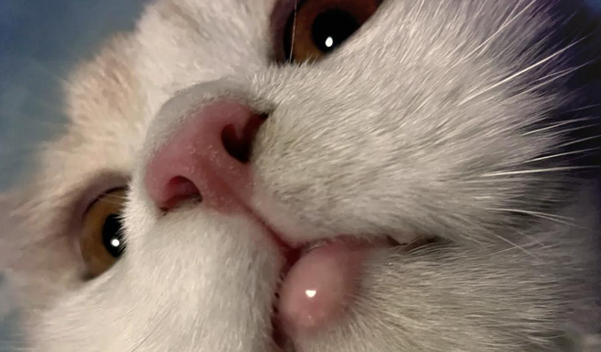 猫咪嘴上起泡了怎么办 猫咪嘴上起泡了怎么办