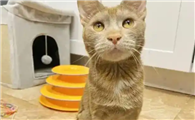 猫咪体重过轻不长肉是什么原因?