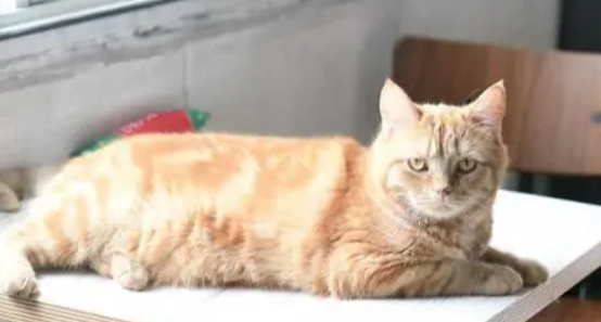 猫咪甲亢的症状表现有哪些