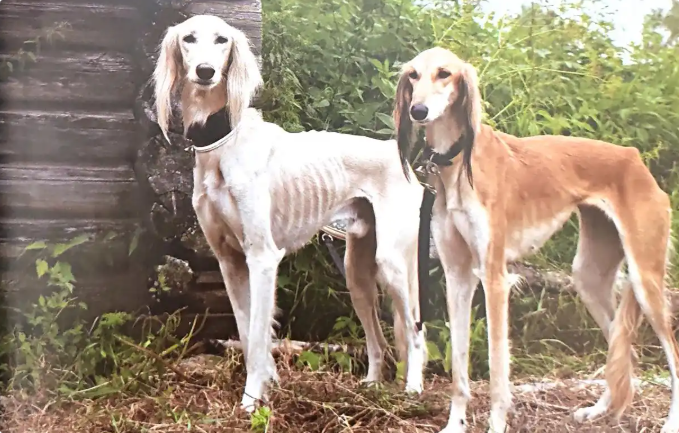 一篇文章认识萨路基猎犬，犬中的职业杀手