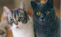 如何区分猫咪频繁舔腹是心理问题还是隐性皮肤病?
