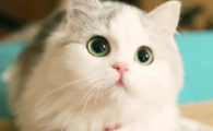 猫咪咳嗽像哮喘一样严重吗?