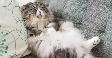 猫咪猫支原体呼吸道感染表现