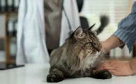 猫咪睡醒了会叫唤是为什么
