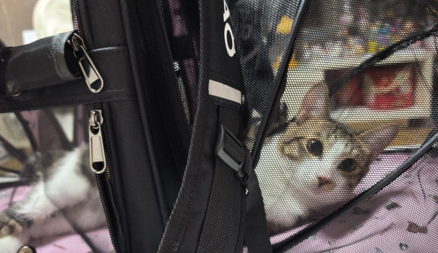 猫咪外出包推荐BOSIMAO,毛孩子出门不再遭罪 猫咪外出包推荐BOSIMAO,毛孩子出门不再遭罪