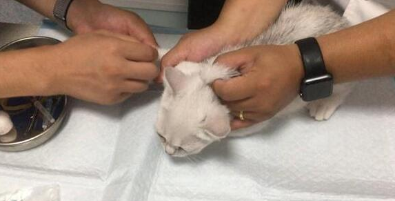 猫咪弓形虫病会传染给家人吗 猫咪弓形虫病会传染给家人吗