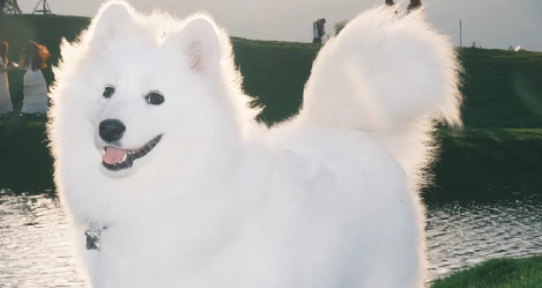 犬寰枢椎脱位会有哪些表现症状 犬寰枢椎脱位会有哪些表现症状