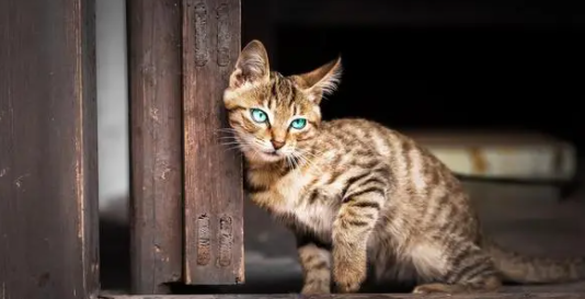 猫咪肠胃炎怎么治疗好得快