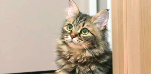猫咪胆道肝炎是什么原因引起的呢 猫咪胆道肝炎是什么原因引起的呢