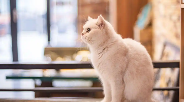 猫咪多久驱一次虫最好