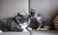 猫咪得了口炎能自愈吗