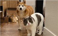 「猫强狗弱」趋势持续：通用磨坊猫粮两位数增长狗粮下滑