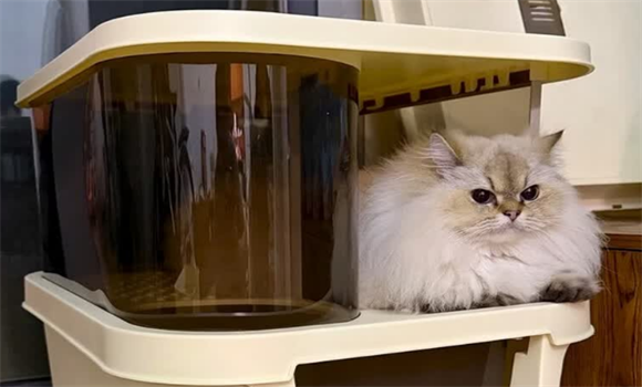 王多喵猫砂盆会夹猫吗