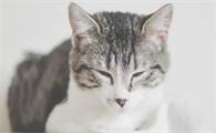猫咪哮喘频繁发作该怎么办