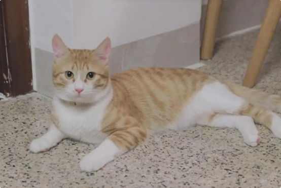 猫咪频繁舔墙皮或异物？