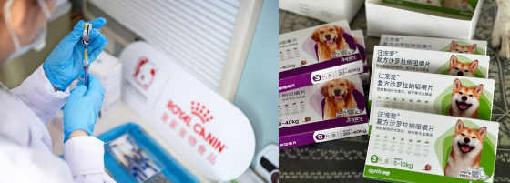 走进13城、救助3300只流浪犬猫:2026皇家X首爱“流浪动物救助领养医疗车”项目圆满收官 走进13城、救助3300只流浪犬猫:2026皇家X首爱“流浪动物救助领养医疗车”项目圆满收官