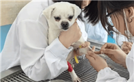 美国USDA发布犬只护理标准更新计划