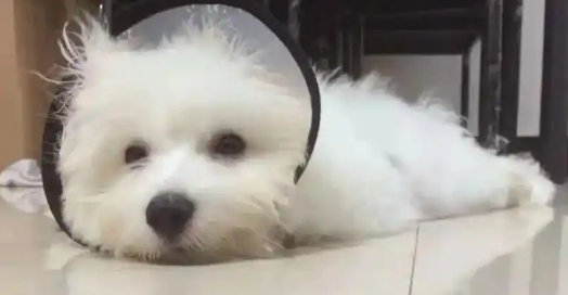 狗狗脂溢性皮炎怎么改善肤质