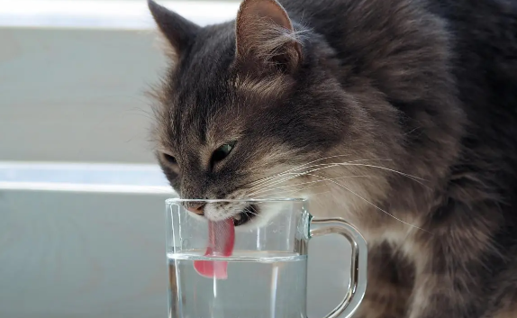 猫咪尿团变少是喝水太少导致的吗？