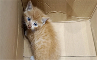 猫咪耳螨严重会引发哪些耳部疾病