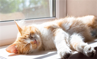 猫咪口腔溃疡用什么药物注射好