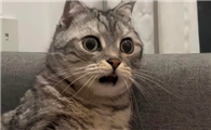 猫总是一惊一乍的是怎么回事？