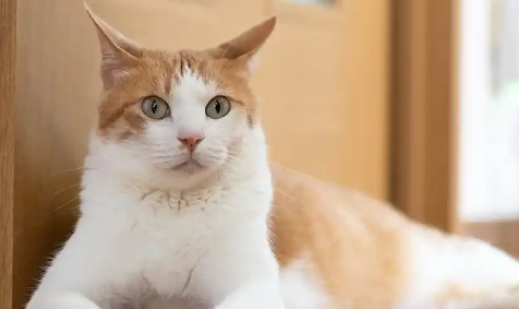 猫咪屁股红肿外突怎么办