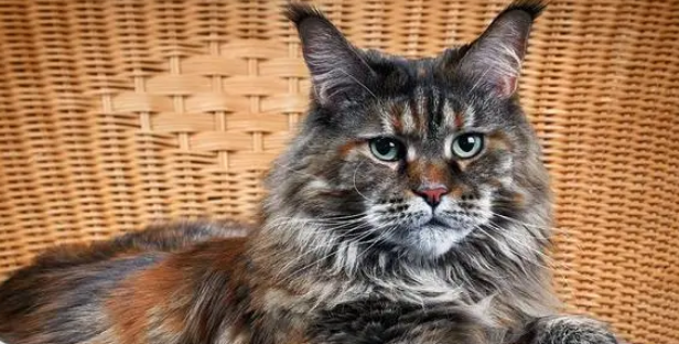 猫咪脱毛厉害怎么办 猫咪脱毛厉害怎么办