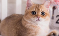 猫咪突然视力下降撞东西？