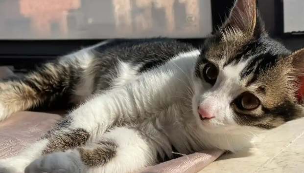 猫腹泻呕吐怎么回事 猫腹泻呕吐怎么回事