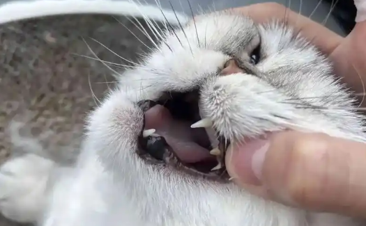 猫咪牙结石不处理会有什么后果？