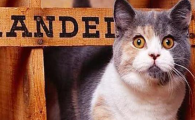 猫咪吃喝排便全部正常，为何会频繁出现短暂眼球震颤？