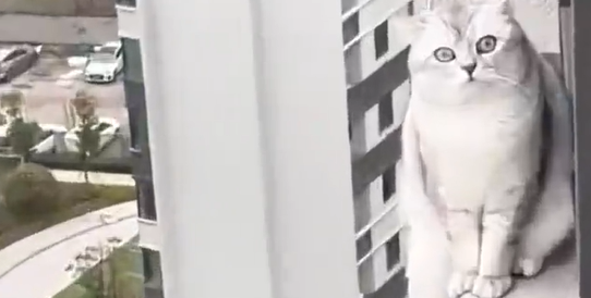 20楼纱窗未关，价值2.25万元宠物猫坠亡！法院判了