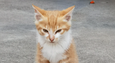 猫咪不喝水是什么原因引起的 猫咪不喝水是什么原因引起的