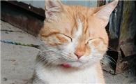 猫咪总频繁扒拉眼睛、眯眼畏光是什么问题？