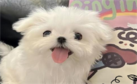 狗狗吃涮羊肉后拉稀怎么办