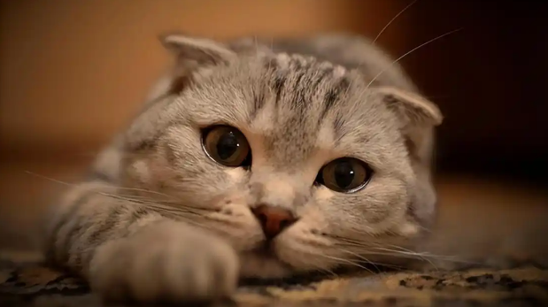 猫咪鼻炎频繁打喷嚏怎么办 猫咪鼻炎频繁打喷嚏怎么办