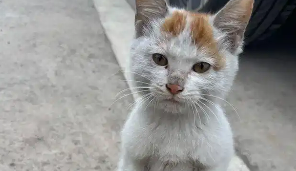 校园猫的神仙待遇:别的流浪猫在觅食,它在院长办公室撒野 校园猫的神仙待遇:别的流浪猫在觅食,它在院长办公室撒野