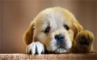 狗狗感染犬细小病毒该怎么救治