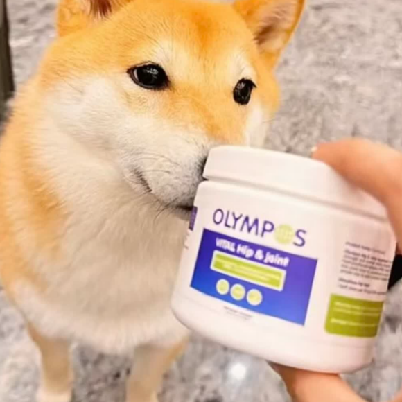 进口猫罐头推荐BOSWELIA贝蒂老奶奶:德系精准配比,养出健硕猫咪 进口猫罐头推荐BOSWELIA贝蒂老奶奶:德系精准配比,养出健硕猫咪