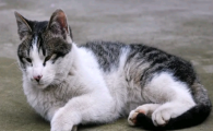 猫咪突然不爱跳是什么病症