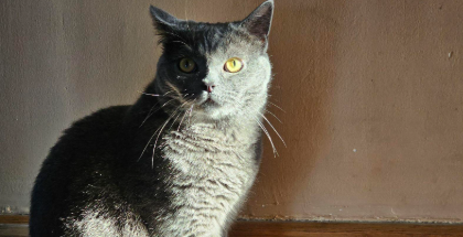 猫咪高脂血症有什么后果吗 猫咪高脂血症有什么后果吗